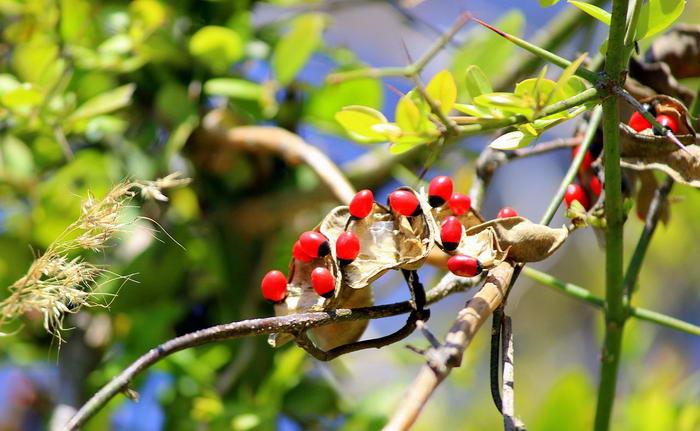 Rosary Pea
