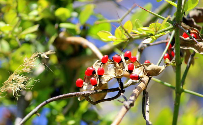 Rosary Pea - Poisonous Plants