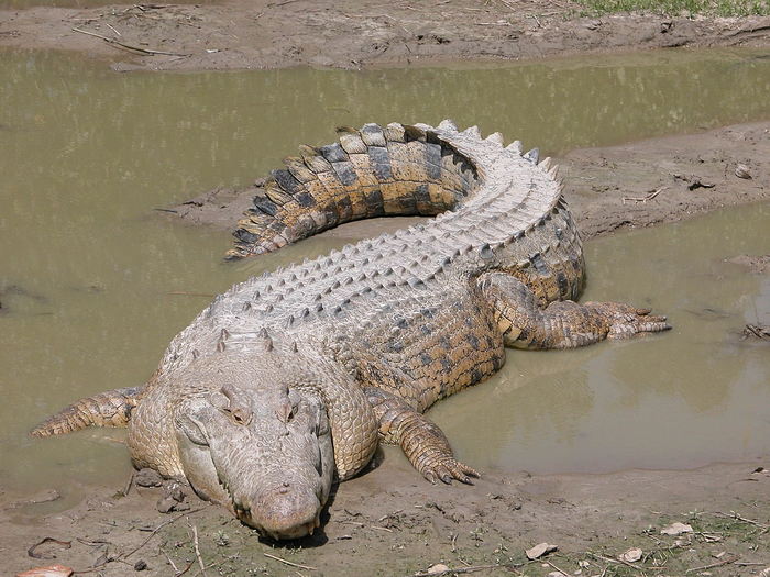 Saltwater Crocodile - Dangerous Animals in Australia
