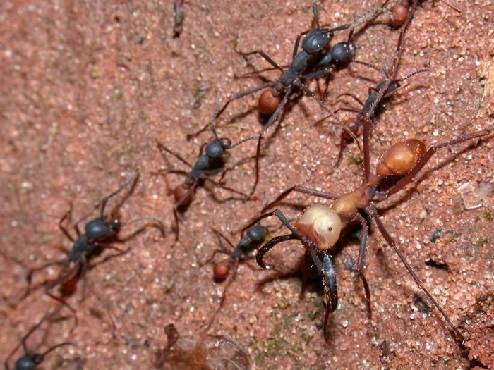 Siafu Ants