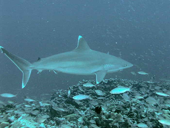 Silvertip Shark