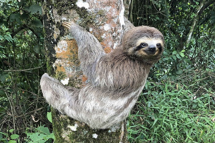 Sloth - Sleepiest Animals