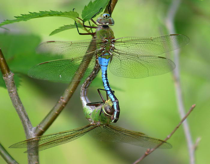 Southern Giant Darner
