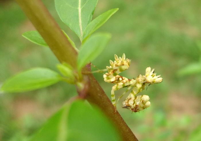 Spiny Flower Mantis