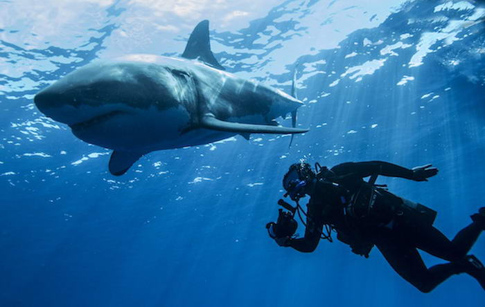 Steve Backshall with Great white shark