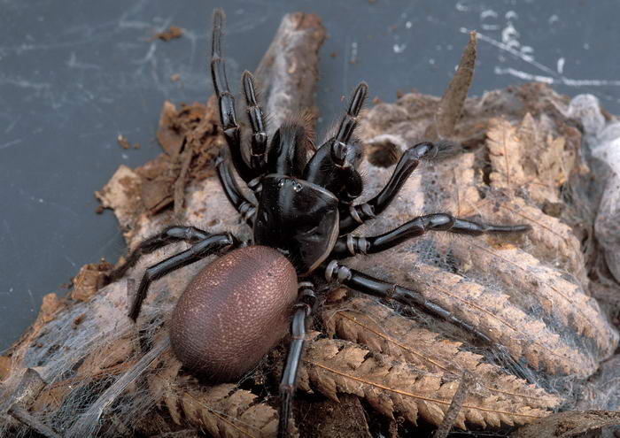 Sydney Funnel Web - Dangerous Spiders
