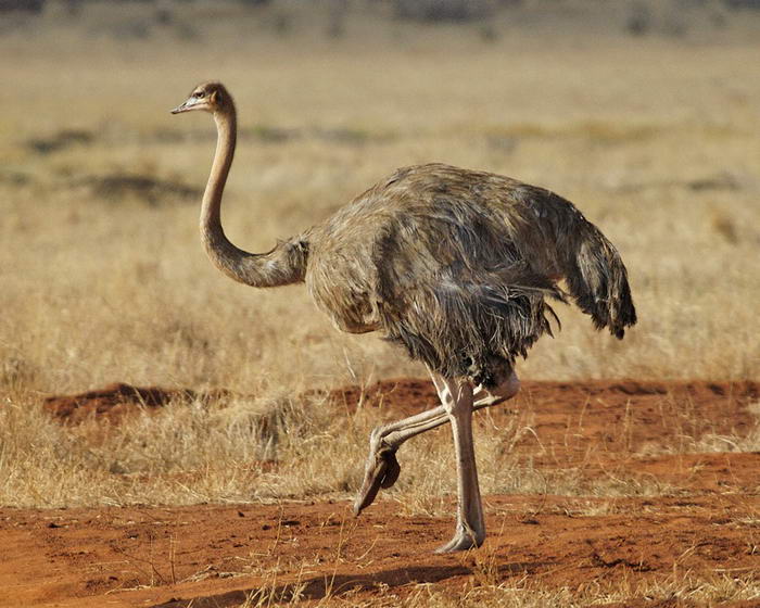 The African Ostrich