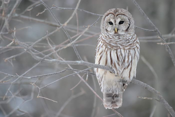 The Barred Owl