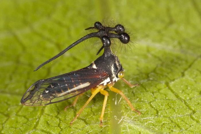 The Brazilian Treehopper - Unusual Insects