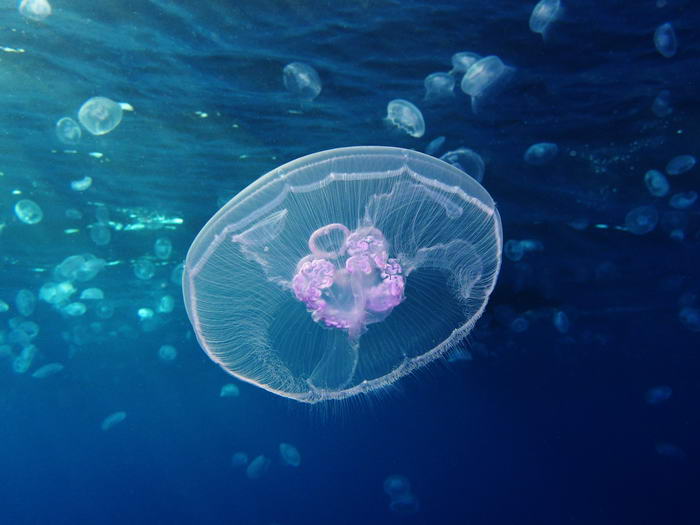 The Immortal Jellyfish - Badass Animals