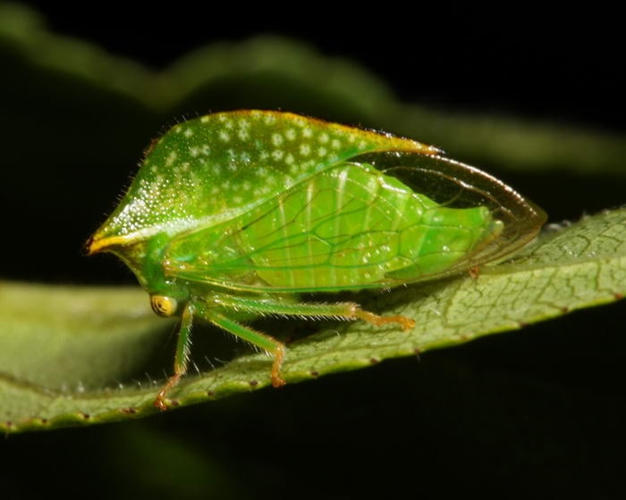 Thorn Bug - Unusual Insects