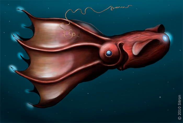 Vampire Squid - Deep Sea Creatures