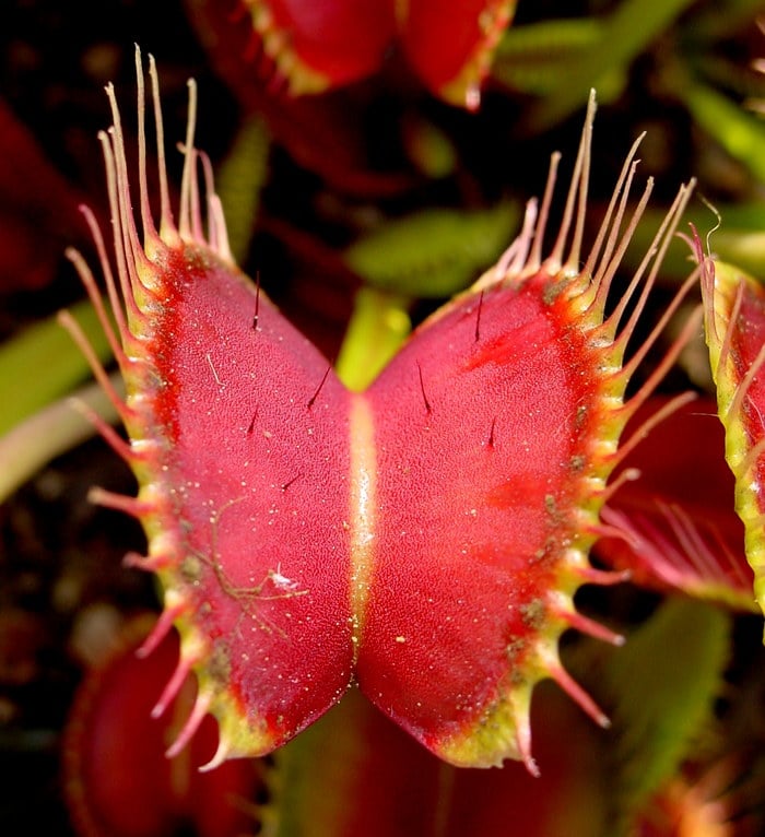 Venus Flytrap - Interesting Plants