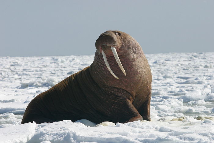 Walrus - Sleepiest Animals
