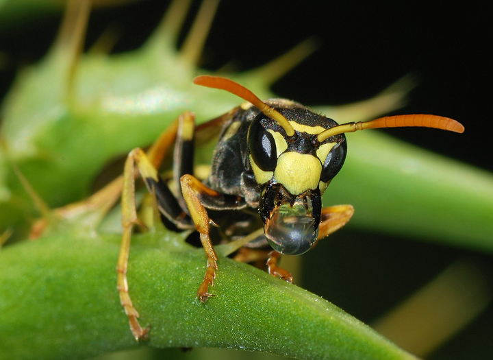 Wasp - Dangerous Insects for Cats and Dogs