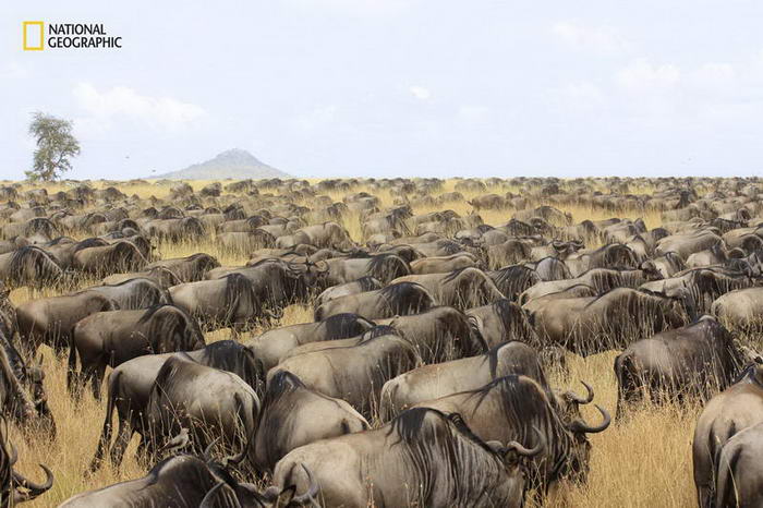 Wildebeest Migration