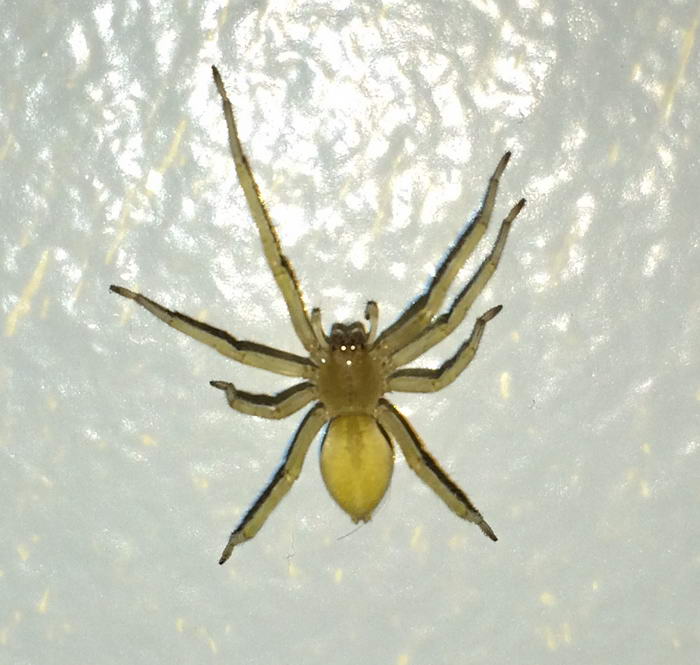 Yellow Sac Spider - Dangerous Spiders